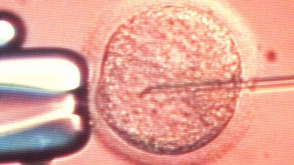 Embryo