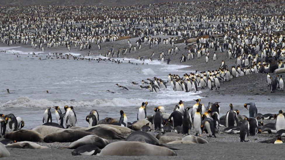 Penguins in South Georgia