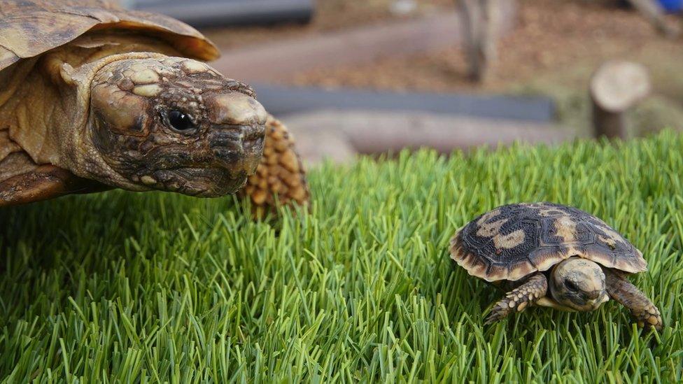 Pancake tortoises