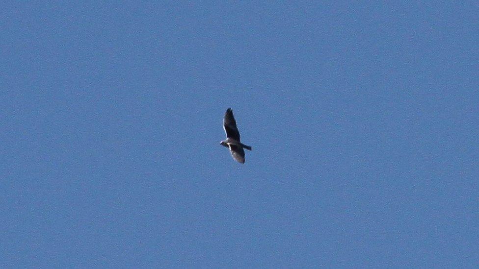 Black-winged kite flying above Alderney