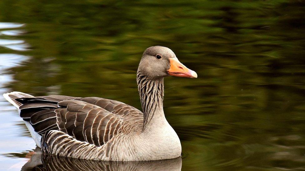 Greylag Goose