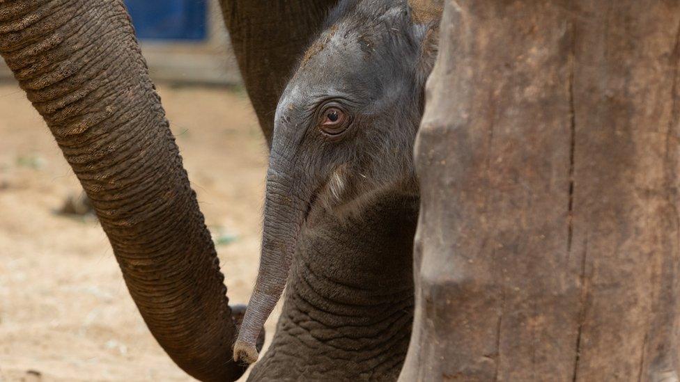 Asian-elephant-calf-born-at-zoo