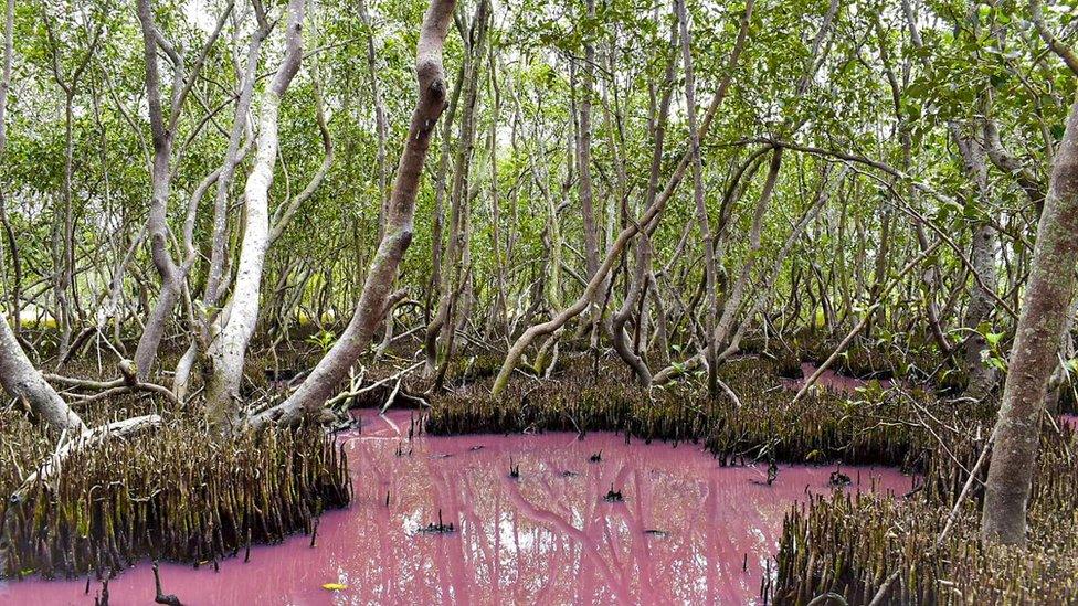 Boondall Wetlands in Australia