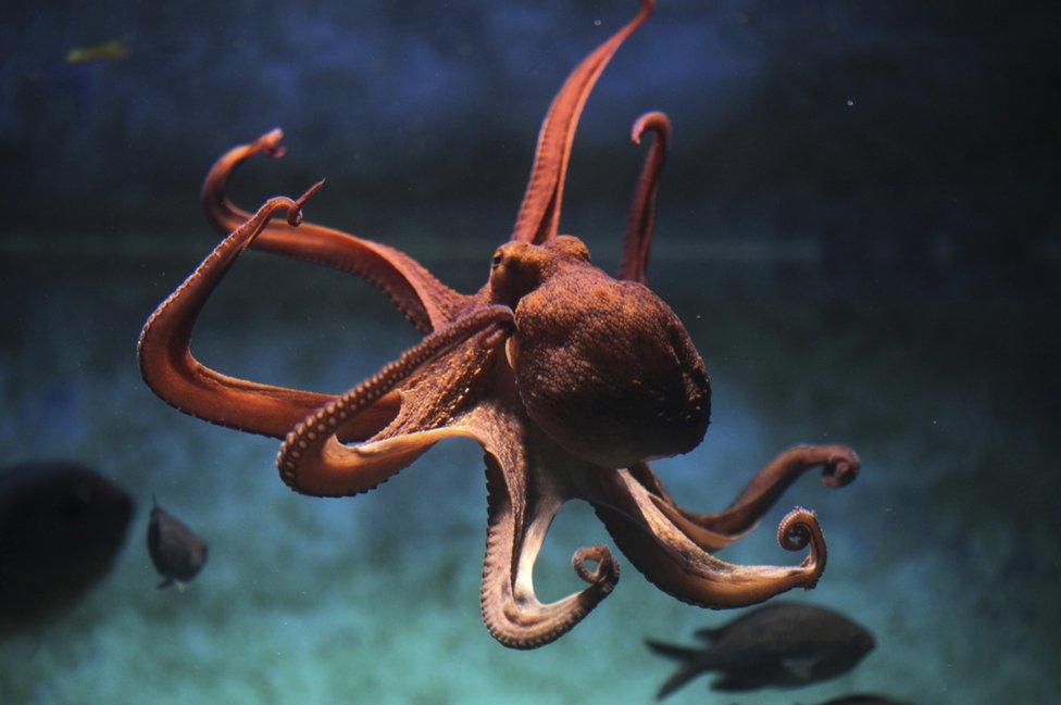 Octopus