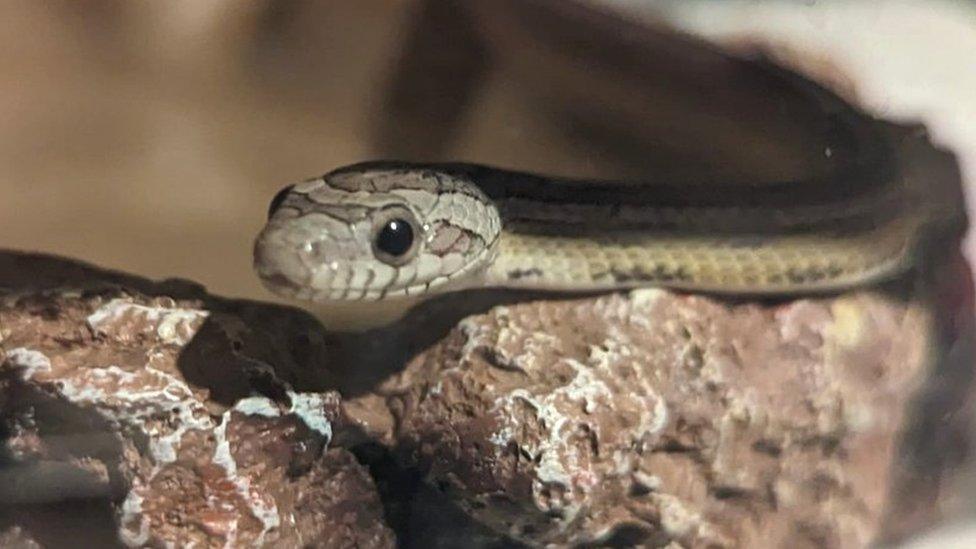 Corn snake on rock