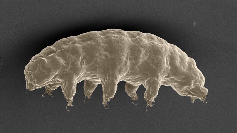 Tardigrade micrograph