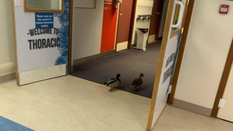 Royal Bournemouth Hospital ducks