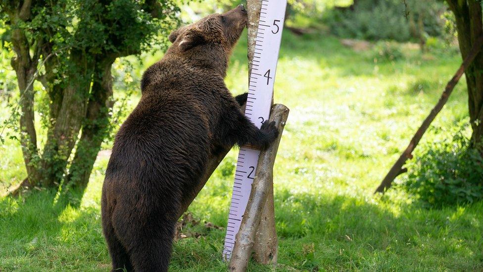 Eurasian brown bear Minnie is measured during the annual stocktake