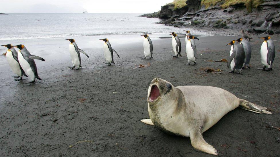 In this file picture taken on July 1, 2007 a colony of king penguins and an elephant seal are pictured 01 July 2007 on Possession Island in the Crozet archipelago in the Austral seas.