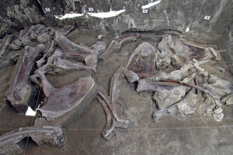 A collection of mammoth bones on the floor of the excavation site