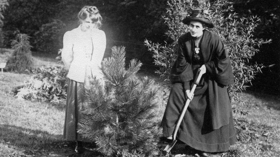 The black pine being planted in 1909 by Rose Lamartine Yates