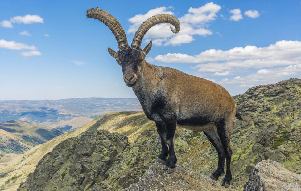 Spanish ibex