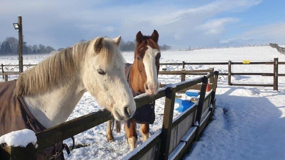 Horses in the snow