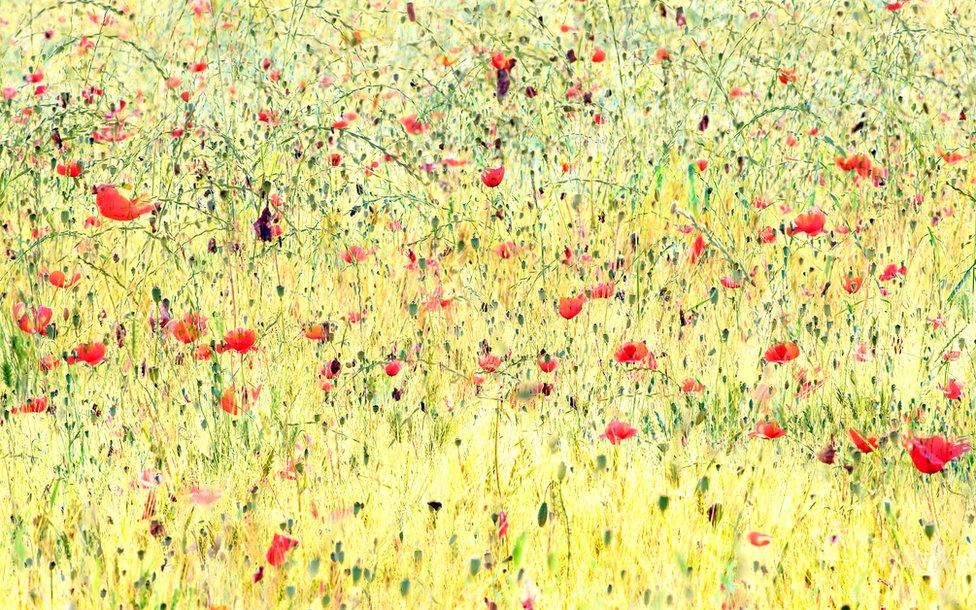 A colourful image of poppies in a field