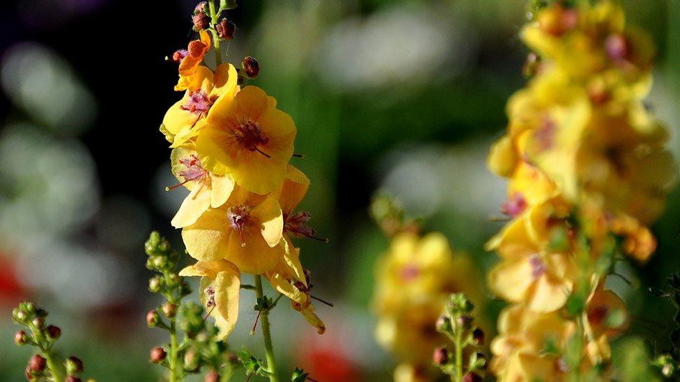 Chelsea Flower Show: Welcome to Yorkshire - God's Own Country - A Garden for Yorkshire