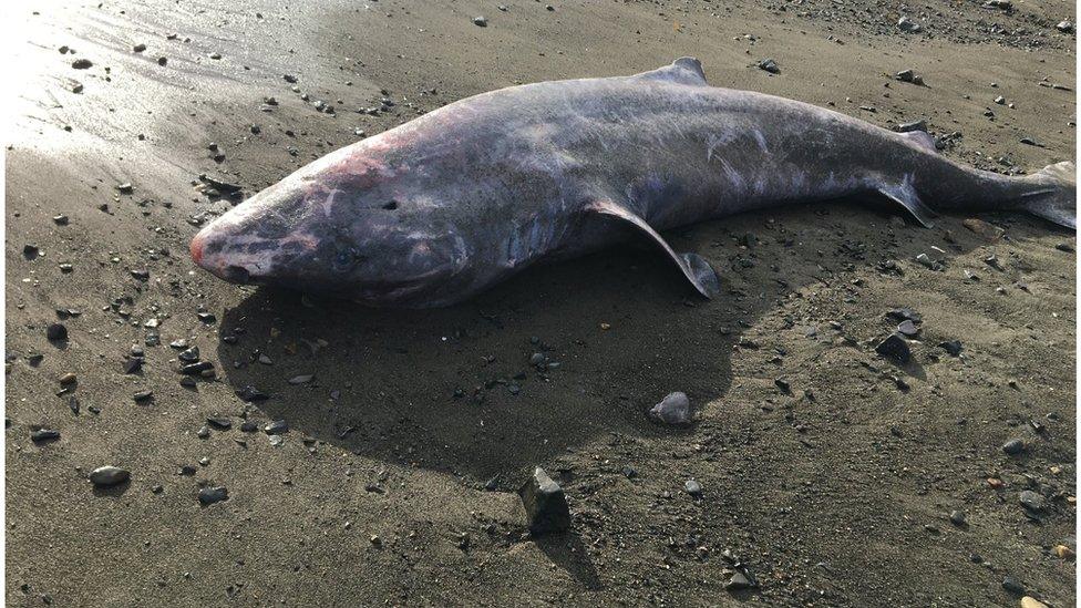 A photo of the Greenland shark.