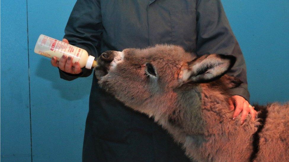 Donkey being fed