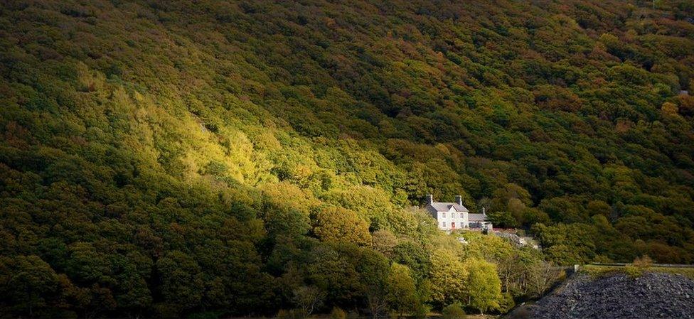 Ysbyty Chwarel Llanberis yn y coed