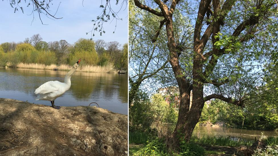 Swan and a tree