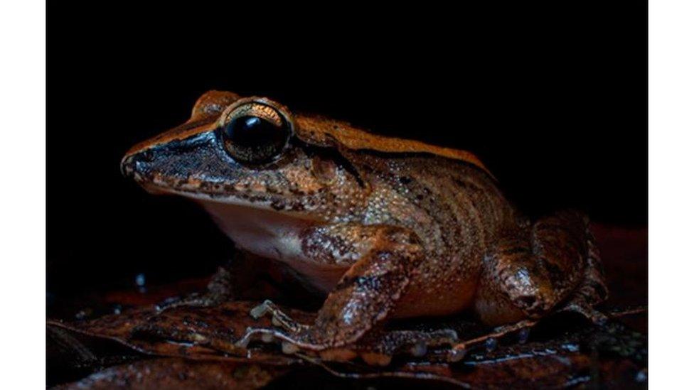 photo of a litter leaf frog