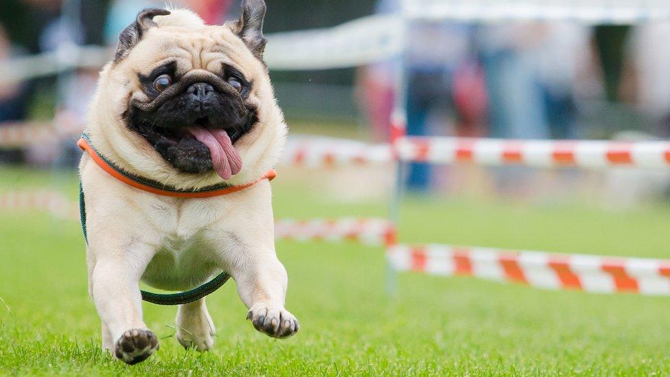 A pug competes at a pug and bulldog race in Wernau, southern Germany