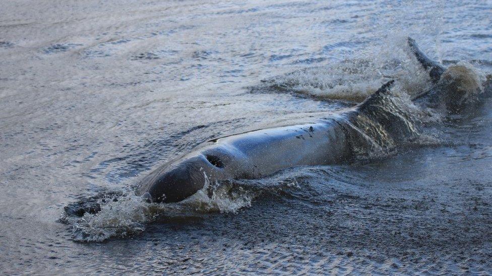 Whale rescue