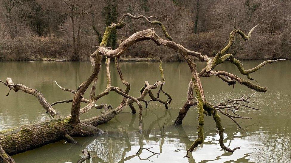 Tree branch reflected in water