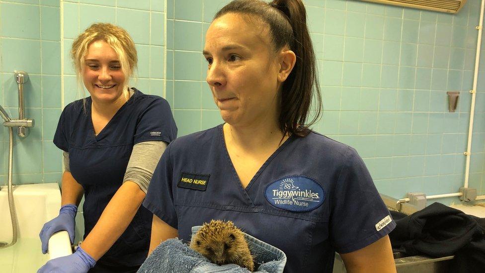 lady with hedgehog