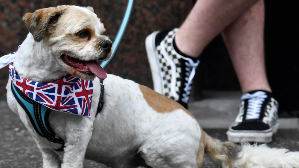 Dog at Belfast parade