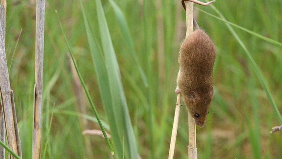 Harvest mouse