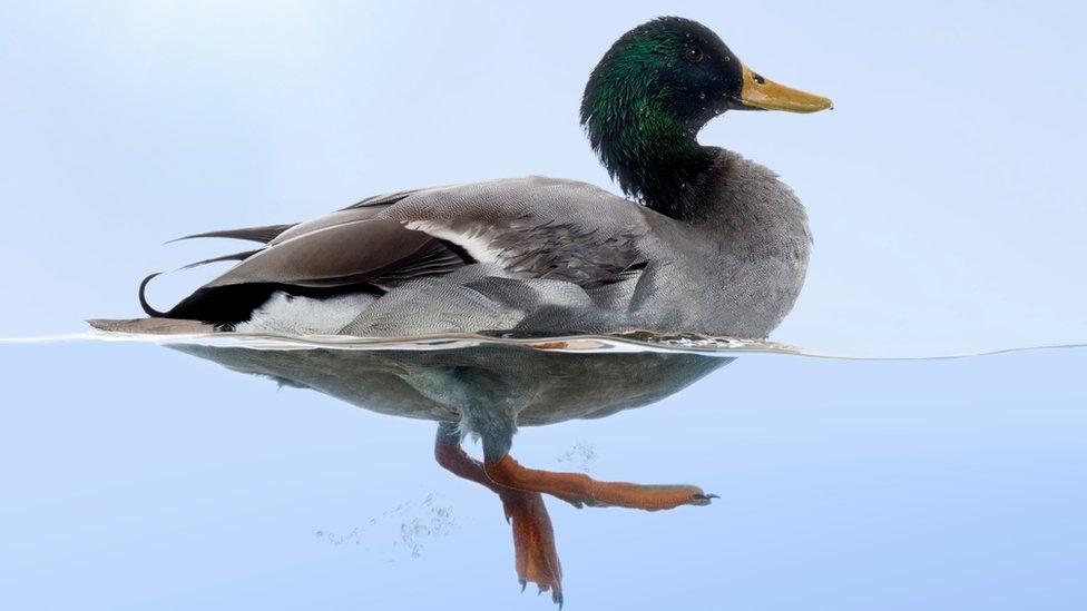 A duck swims through water