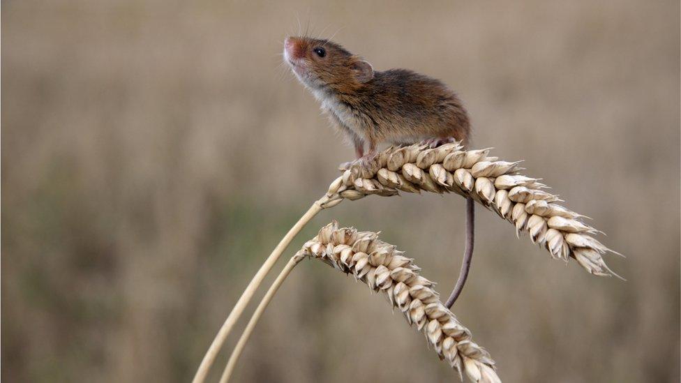 Harvest mouse