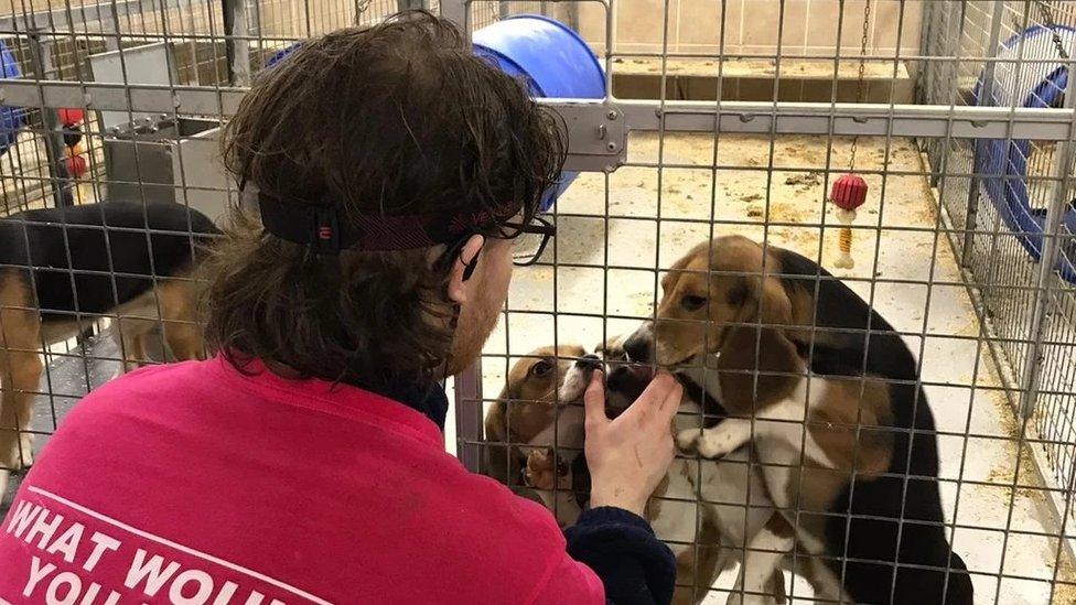 Animal rebellion protestor crouched down in front of a cage holding beagles