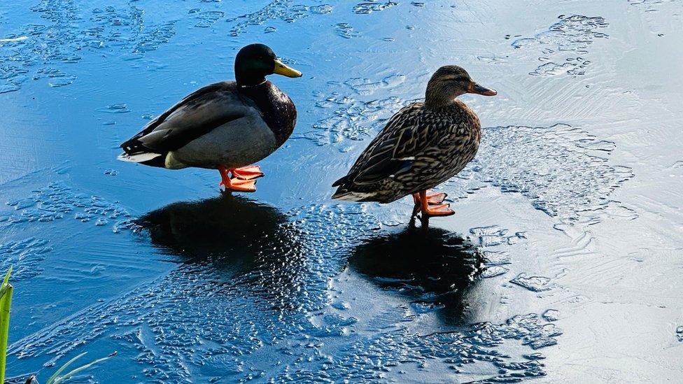 Ducks on ice