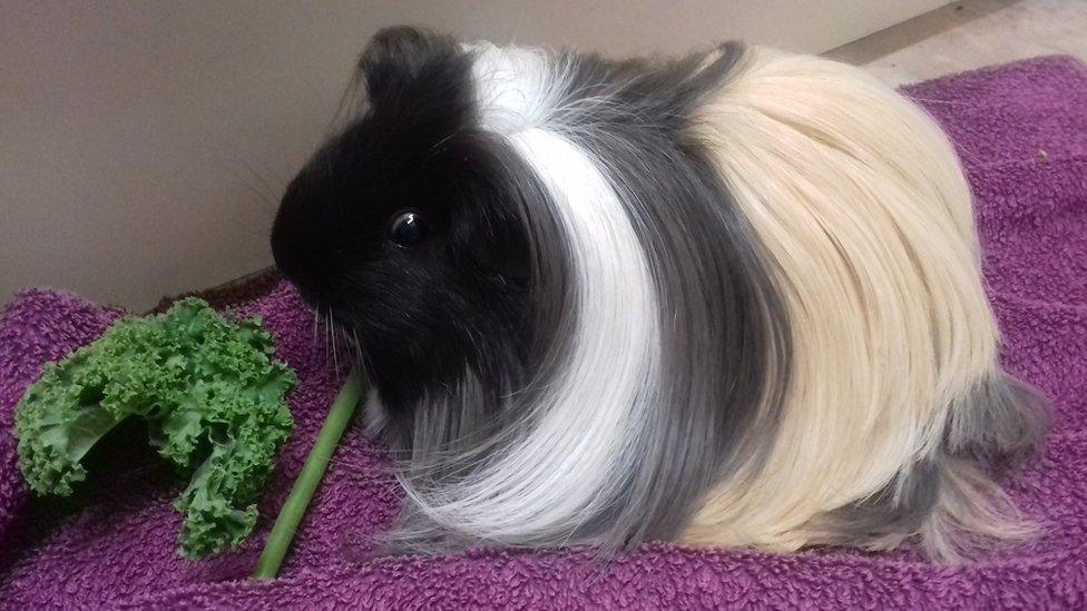 Guinea pig after being cared for by rescue staff