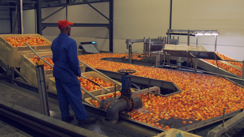 apple processing plant