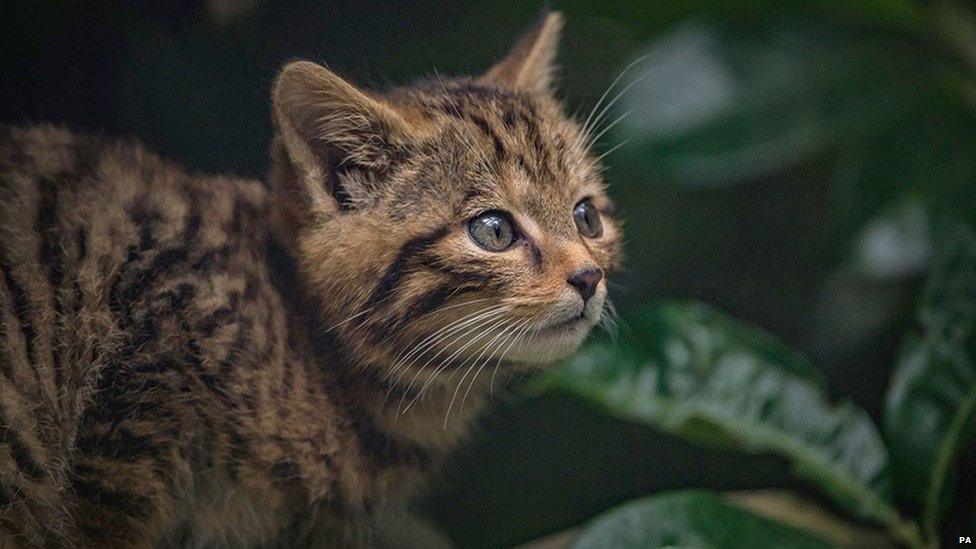 Scottish-Wildcat.