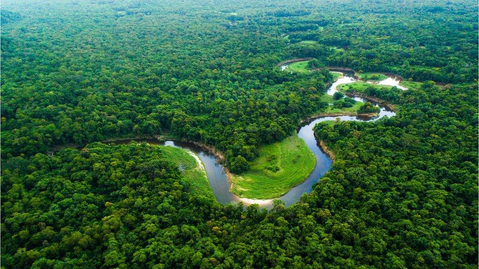 Amazon rainforest