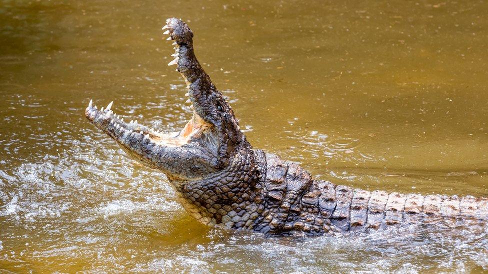 crocodile-in-water