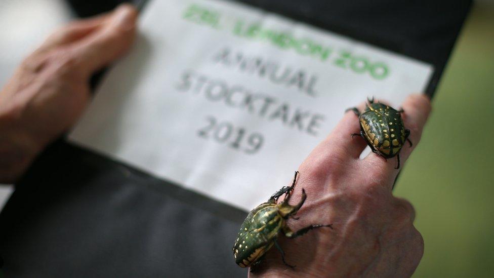 Flower beetles are counted during the annual stocktake at ZSL London Zoo in central London