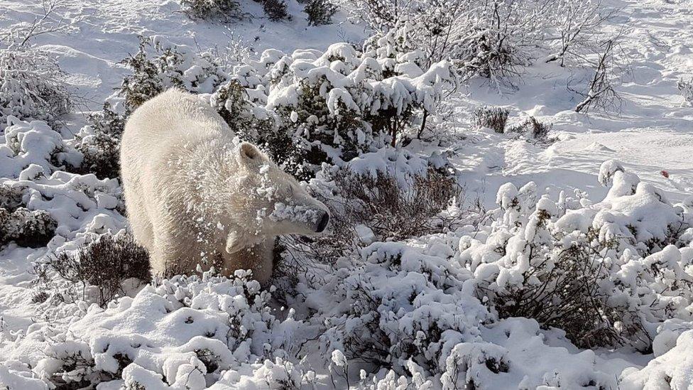 Polar bear cub Hamish