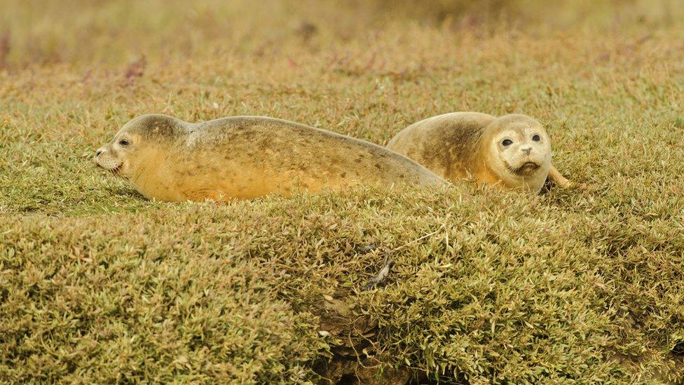 common seals