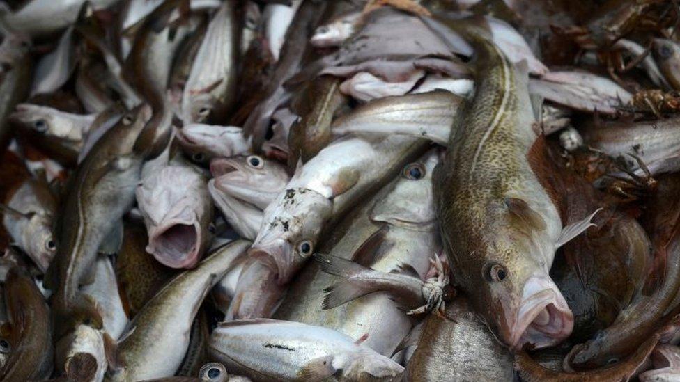 Fish on a North Sea trawler