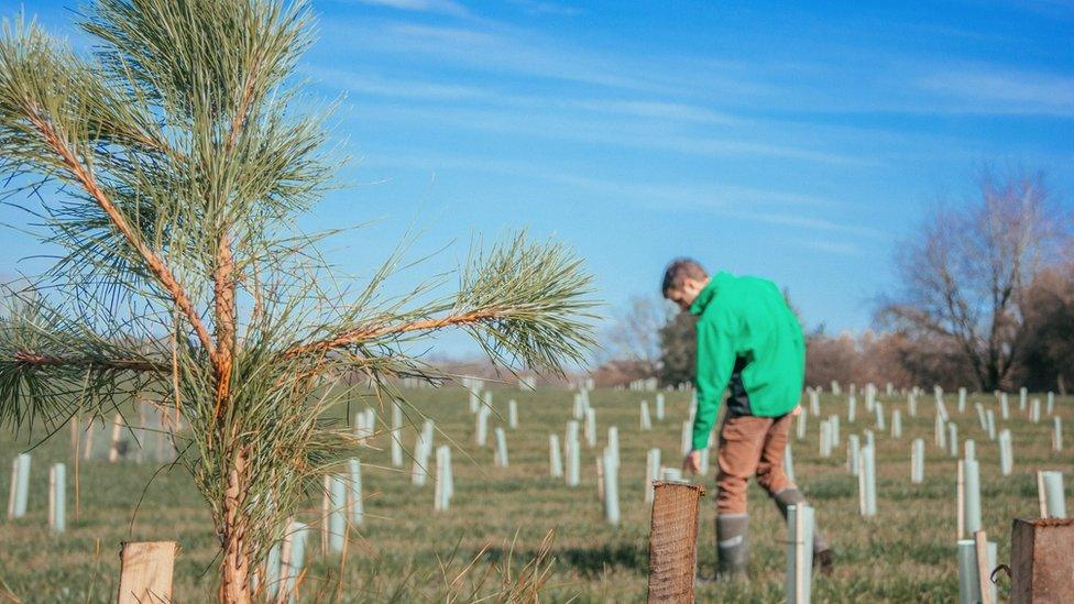 Tree planting on agricultural land