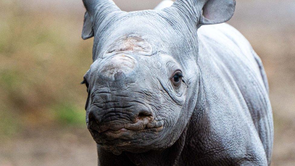 Rhino calf