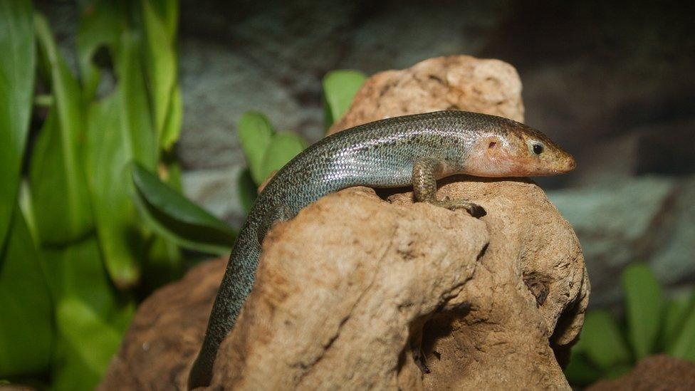 A Bermuda skink on a rock