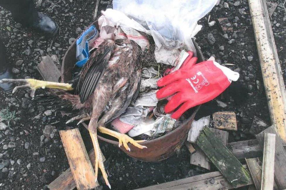 Cockerel with head covered by a bag