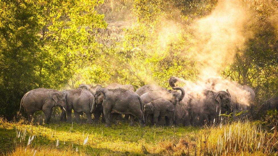 elephants/MontPhoto