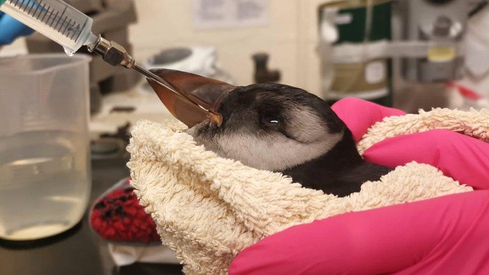 Recovering puffin