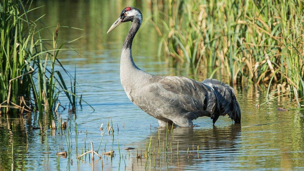 A crane in the water near Dursley, Gloucestershire.